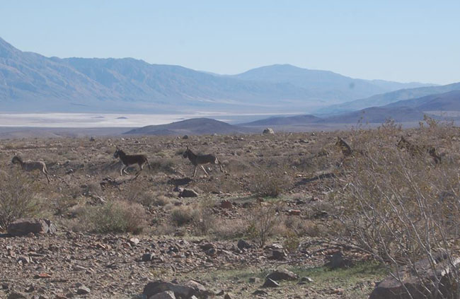 Wild donkeys.