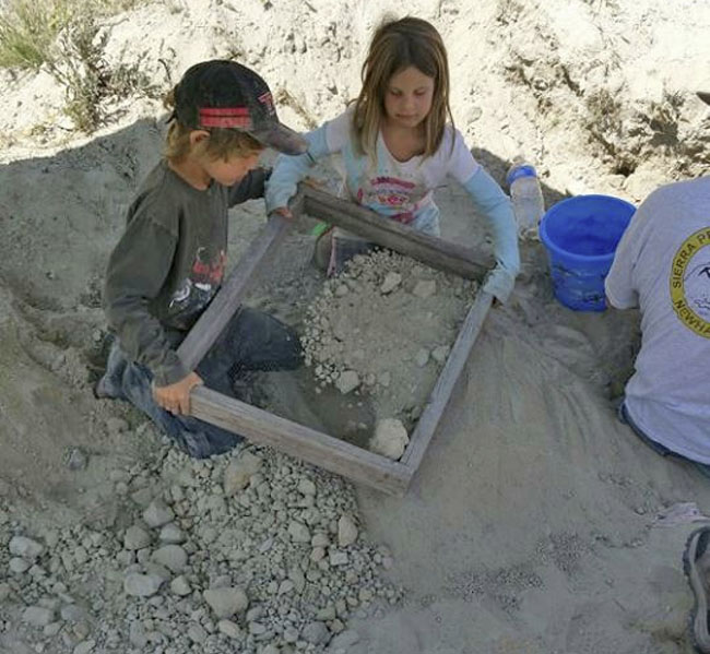 Sifting for teeth at Sharkstooth Hill.