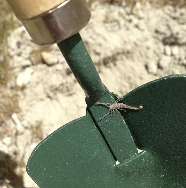 Baby scorpion that Alex found.