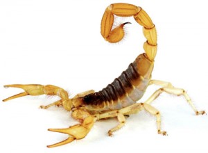 scorpion