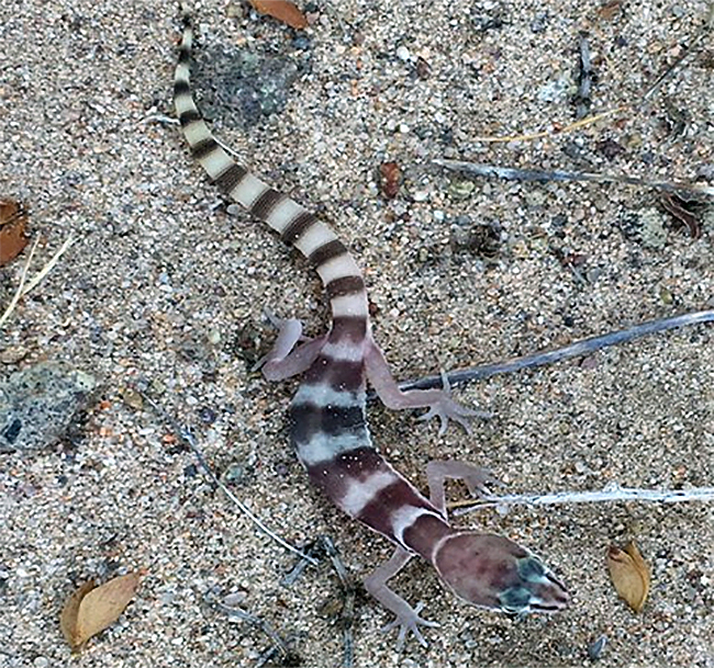 Western banded gecko.