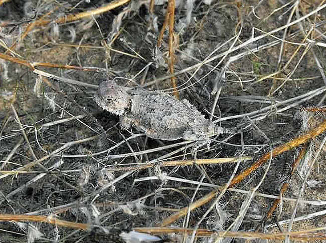 Baby horned toad lizard.