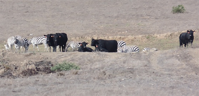 Zebras, cows and grass oh my...