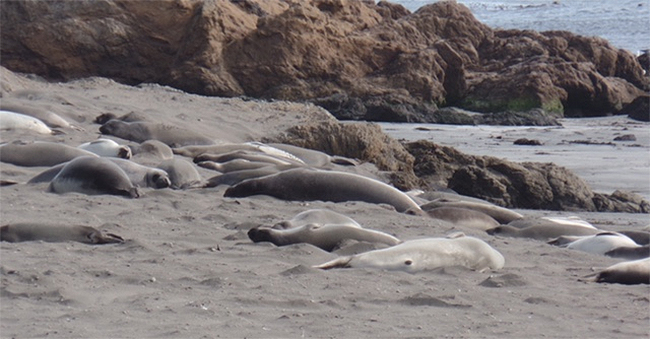 Elephant seal beach.