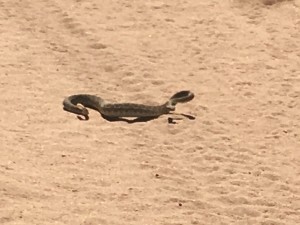 Mojave Green Rattlesnake