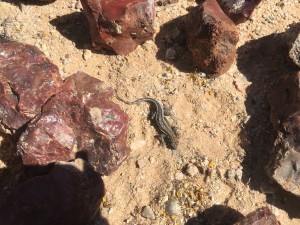 Small lizard surrounded by colorful jasper