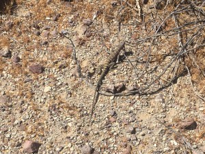 Banded Lizard