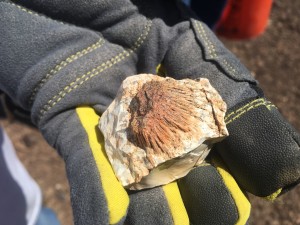 A barnacle looking rock