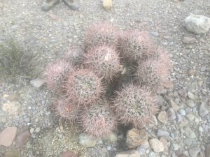 Cactus with many Babies