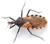 Assassin bug