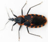 Assassin Bug