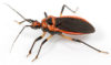 Assassin Bug