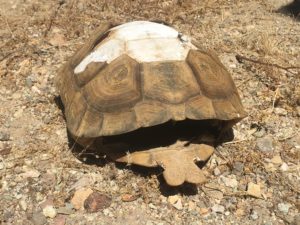 Deceased Tortoise