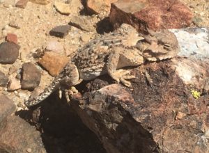 Horned Toad Lizard