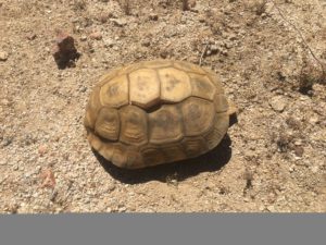 Deceased Tortoise