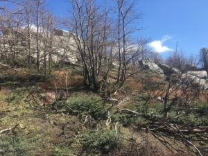 This area was devastated by a forest fire in 2016