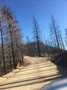 This area was devastated by a forest fire in 2016