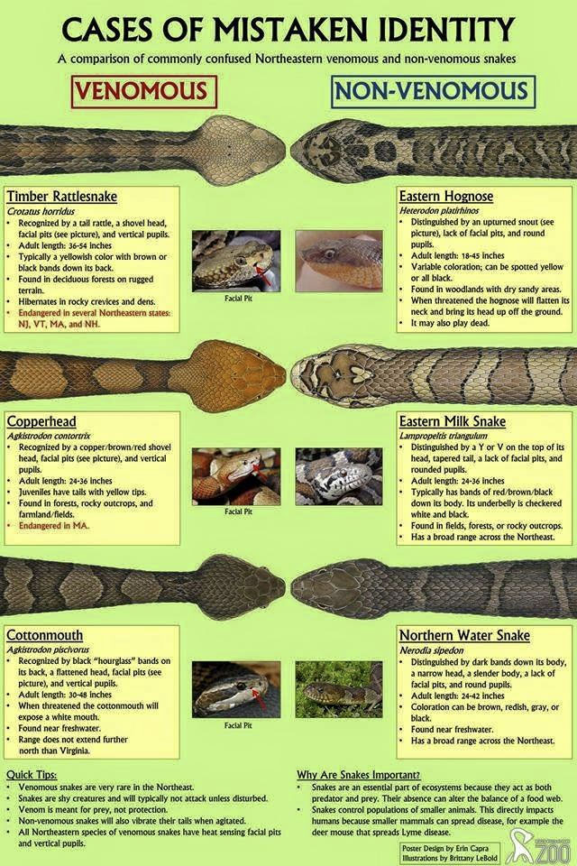 Venomous Snakes